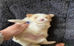 Mixed Breed dogs for sale: Pomeranian Puppies - £1,500 each - Image 15