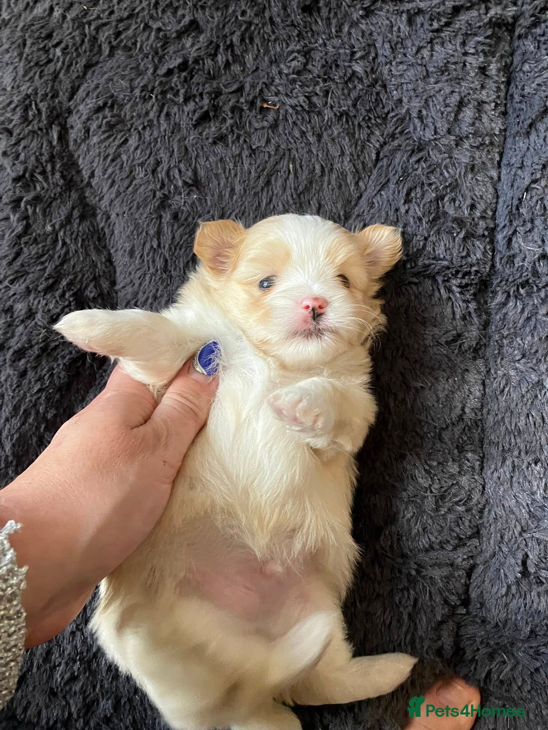 Mixed Breed dogs for sale: Pomeranian Puppies - £1,500 each - Image 15