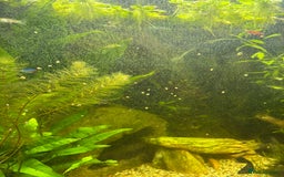 Mollies fish for sale: Mollies/Tetras/Mixed Snails - Image 3