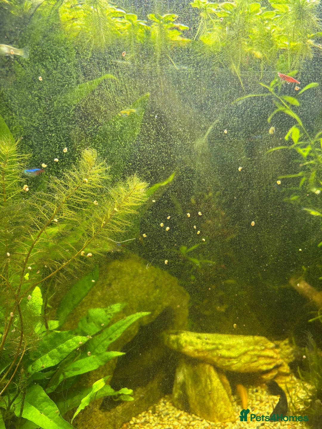 Mollies fish for sale: Mollies/Tetras/Mixed Snails - Image 3