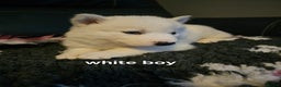 Siberian Husky dogs for sale: 5 beautiful siberian husky fur babies - Advert 27