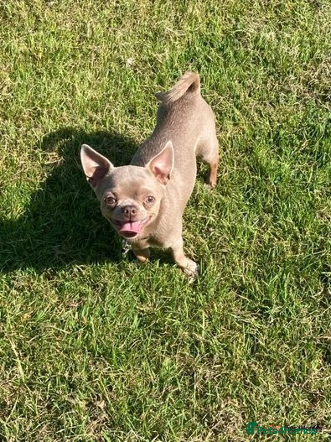 Chihuahua dogs for stud: **Well Proven Stud**- Stunning Lilac Smooth Coat  in Morecambe - Advert 2