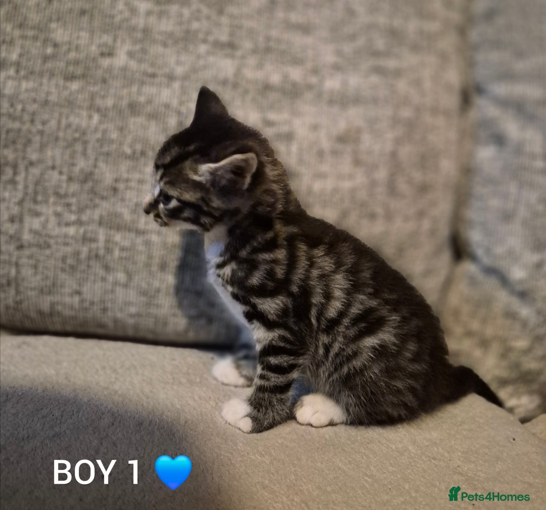 Mixed Breed cats for sale: Beautiful grey and tabby kittens  - Advert 6