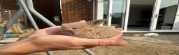 Mini Lop rabbits for sale: Mini lop rabbits - Advert 3