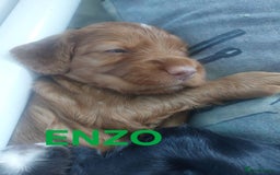 Sprocker dogs for sale: Exceptional working-line puppies for loving homes! - Image 8