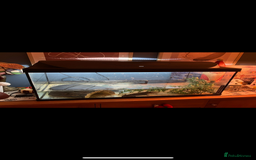 Axolotl reptiles for sale: Axolotl and tank - Advert 3