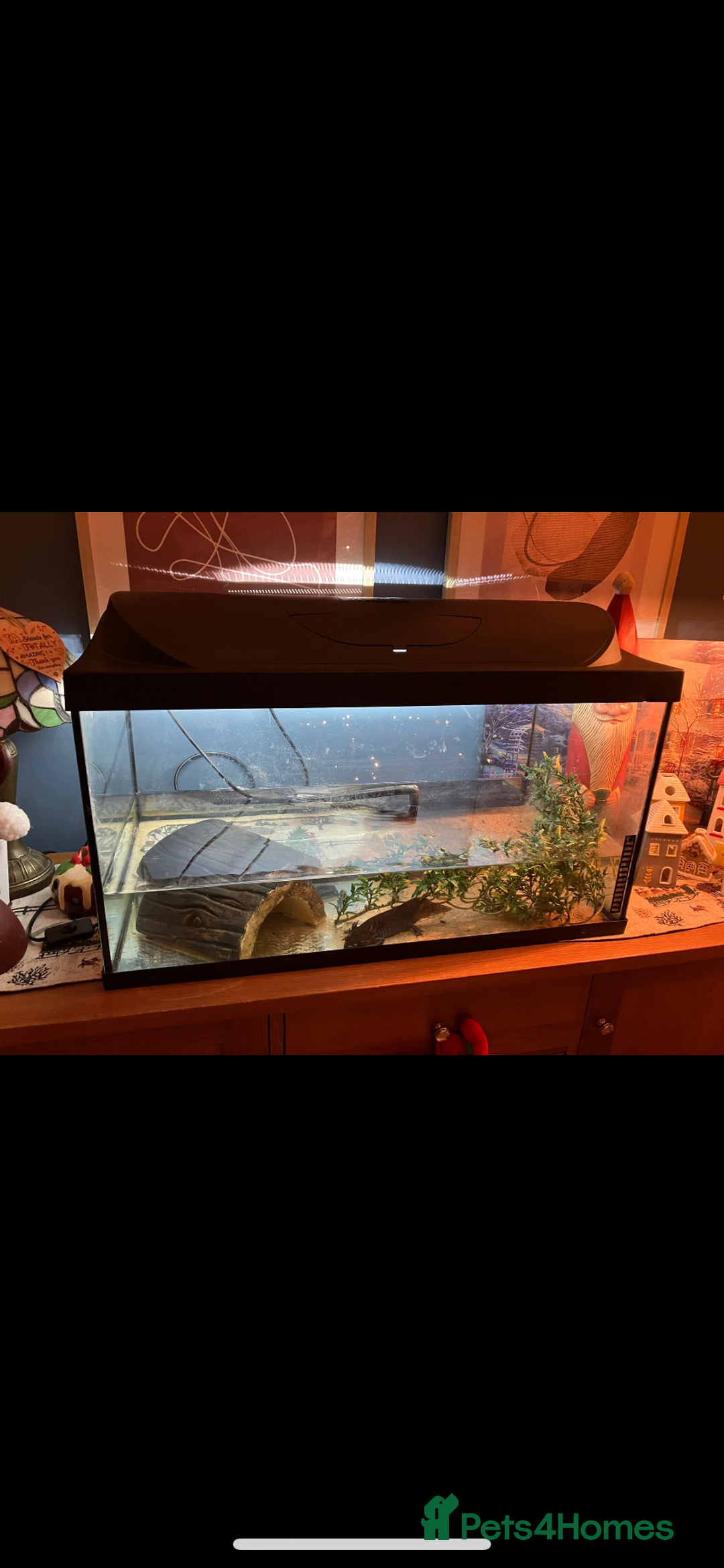 Axolotl reptiles for sale: Axolotl and tank - Advert 3