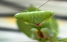 Praying Mantis invertebrates for sale: African twig mantises x20 - Image 3