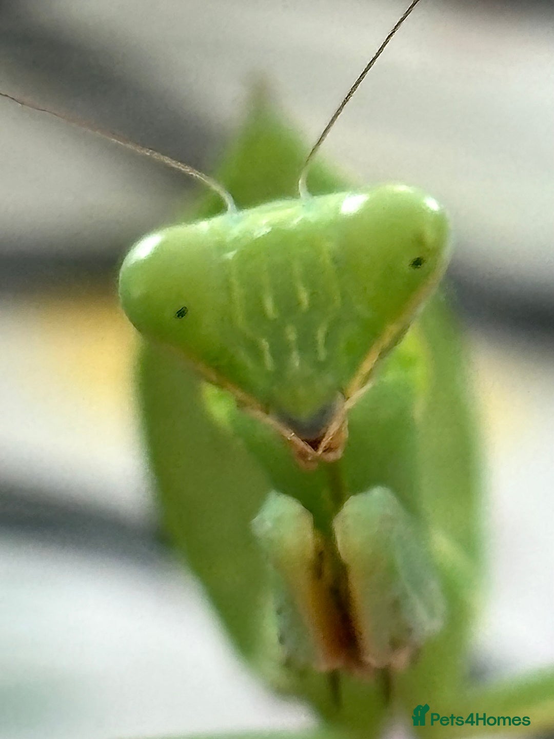 Praying Mantis invertebrates for sale: African twig mantises x20 - Image 3