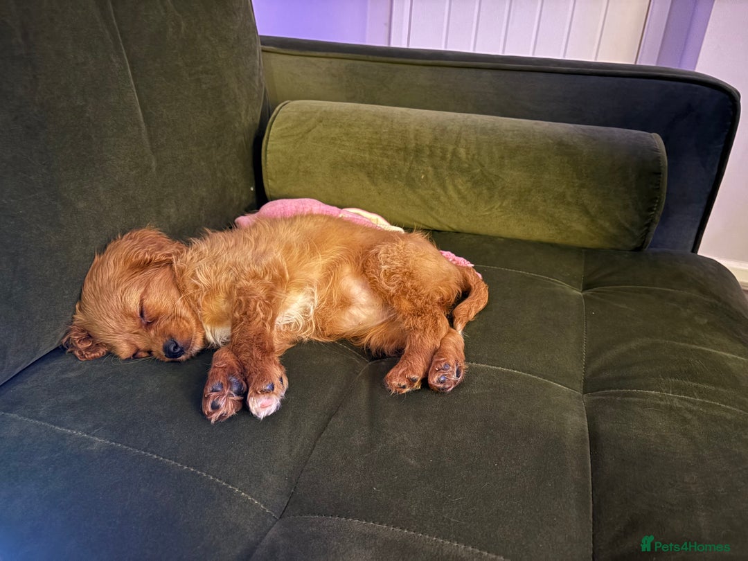 Cavapoo dogs for sale: Adorable female Cavapoo puppy needs rehoming  - Advert 3