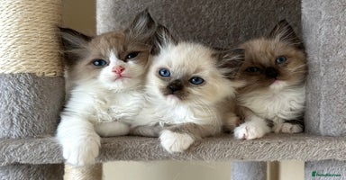 Ragdoll cats - Advert 3