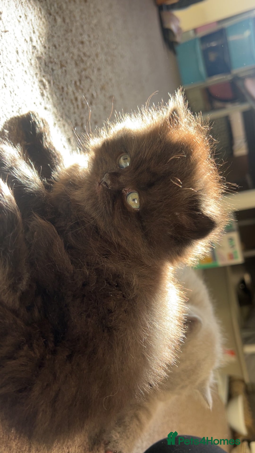 British Shorthair cats for sale: British Shorthair kittens - Advert 14