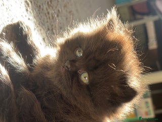 British Shorthair cats British Shorthair kittens 1 female LEFT - Advert 16