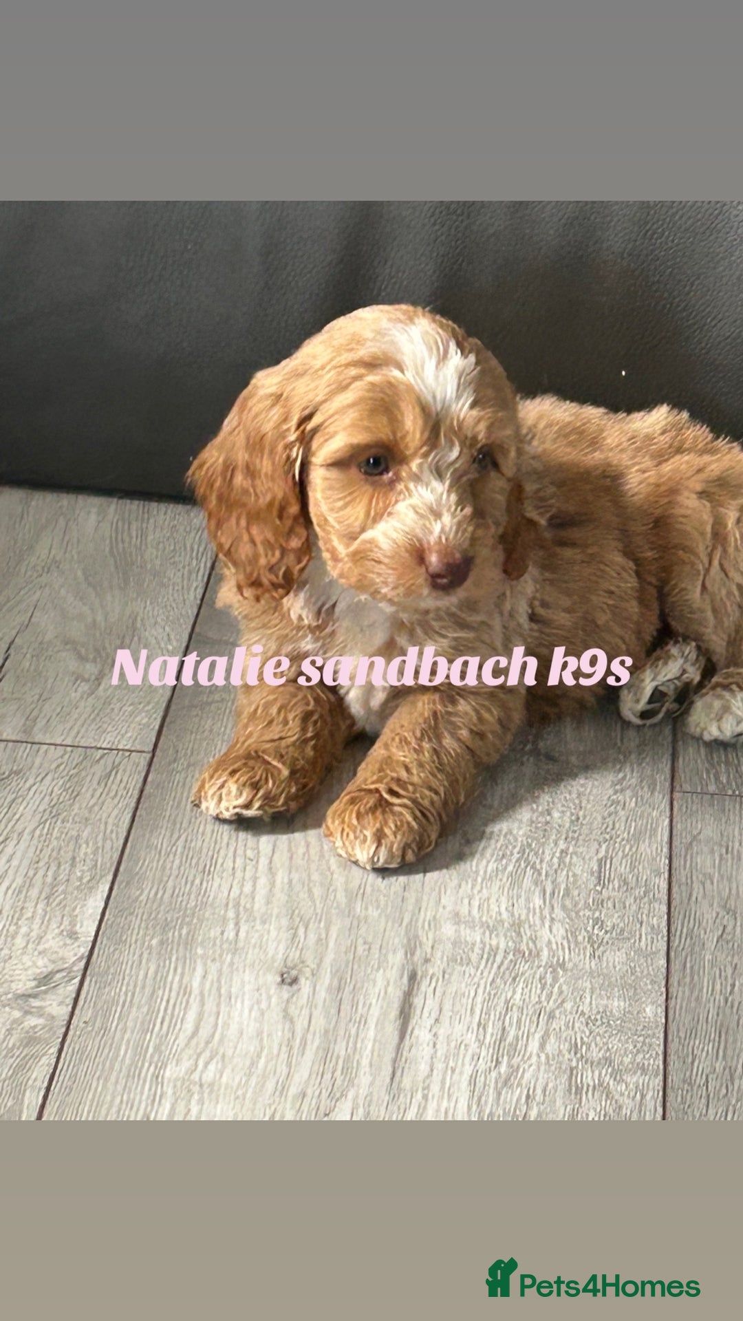 Miniature Poodle dogs for stud: Miniature poodle stud in Sandbach - Advert 4
