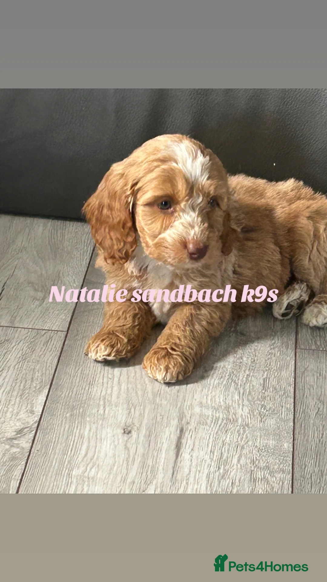Miniature Poodle dogs for stud: Miniature poodle stud in Sandbach - Advert 4