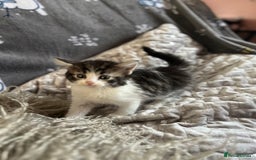 Mixed Breed cats for sale: Kittens  - Image 14