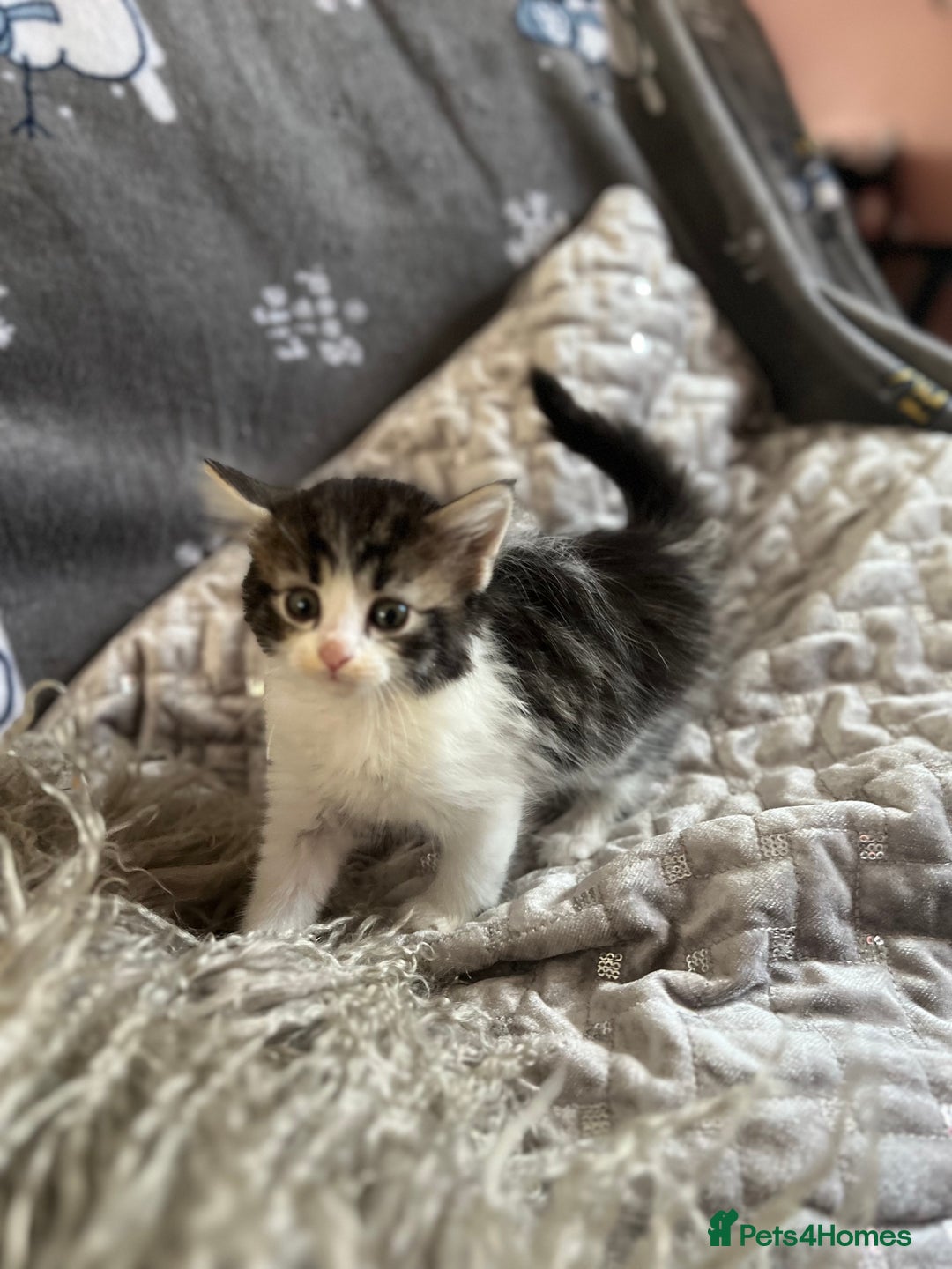 Mixed Breed cats for sale: Kittens  - Image 14