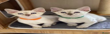 Siamese 3