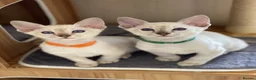 Siamese cats for sale: GCCF Registered Traditional Siamese Kittens.  - Advert 13