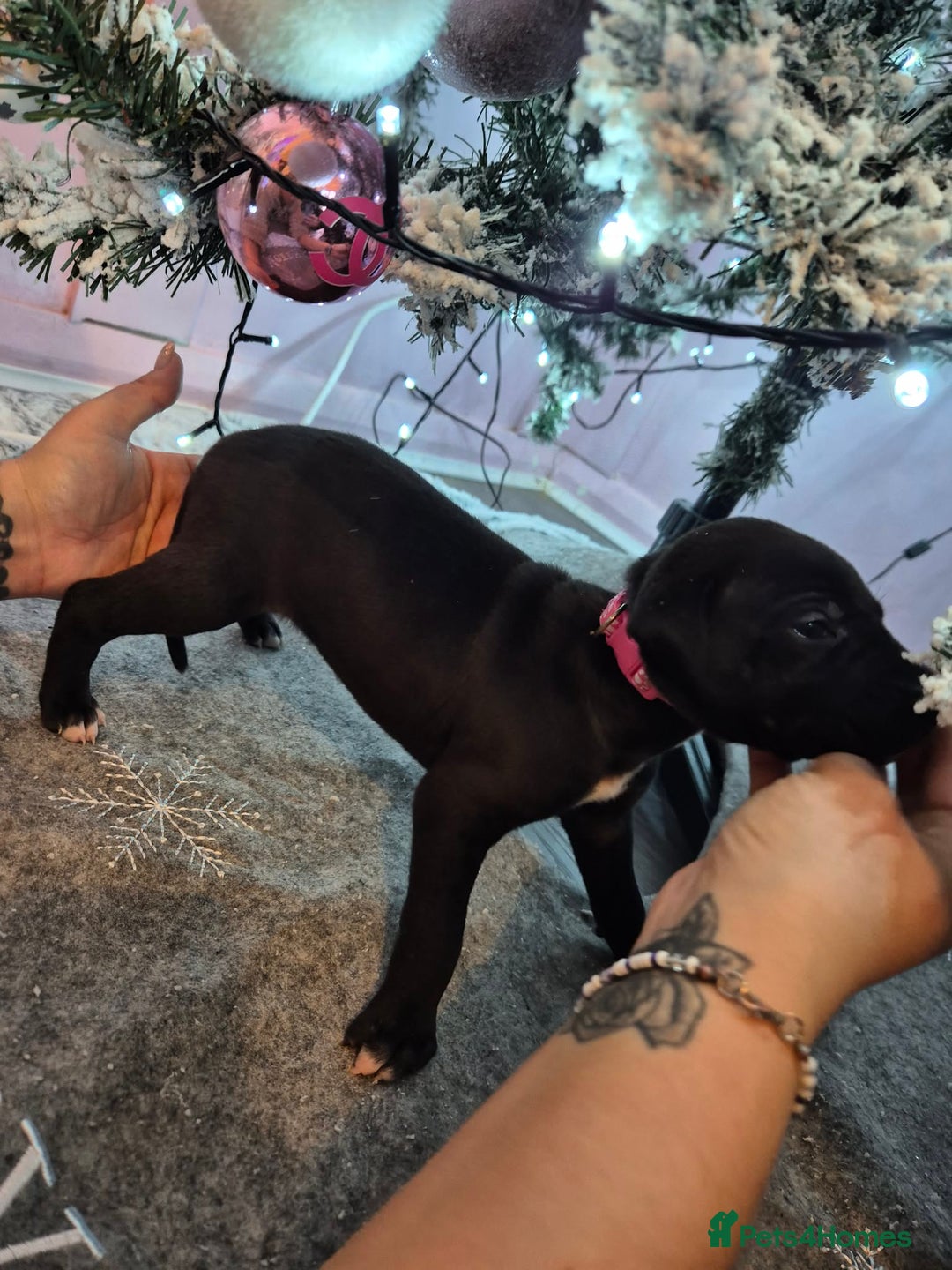 Mixed Breed dogs for sale: Gray bull hounds  - Advert 15