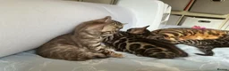 Bengal cats for sale: Adorable Bengal kittens pedigree ready to reserve - Advert 14