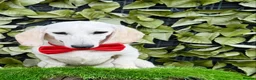 Miniature Dachshund dogs for sale: Pure White GHOST dachshunds - Advert 13