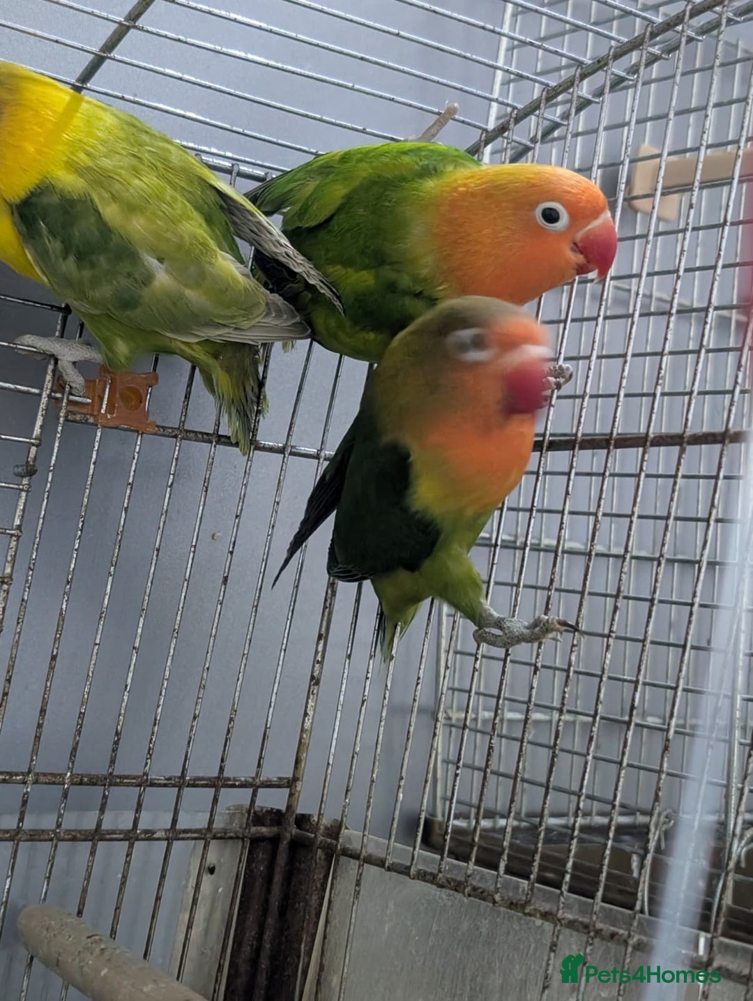 Lovebirds birds for sale: Hand Reared New Born Love Birds - Advert 20