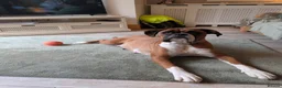 Boxer dogs for sale: Beautiful Boxer Babies.  - Advert 4