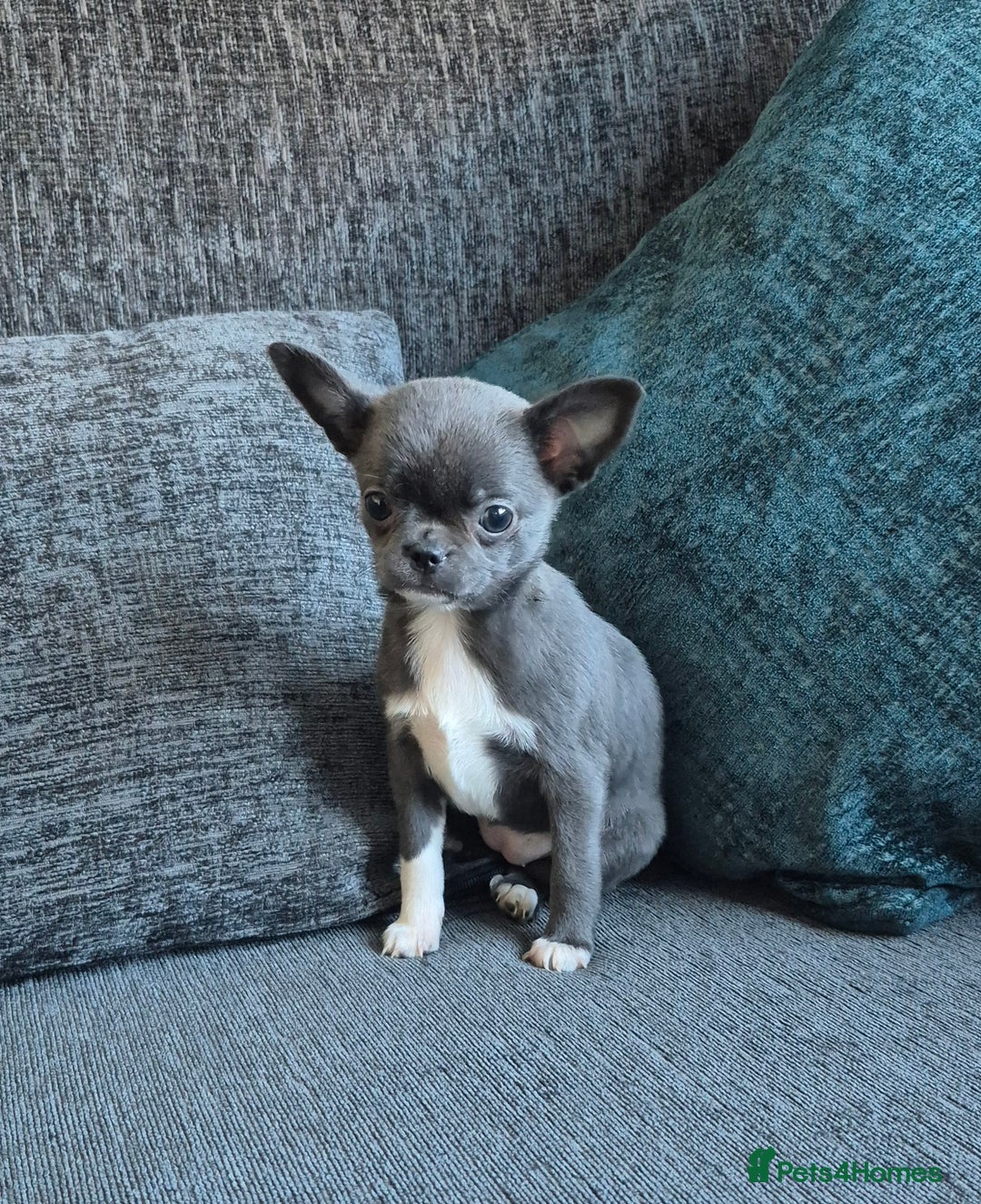 Chihuahua dogs for sale:  🐶 Stunning Chihuahua Puppies 🐶  - Advert 12