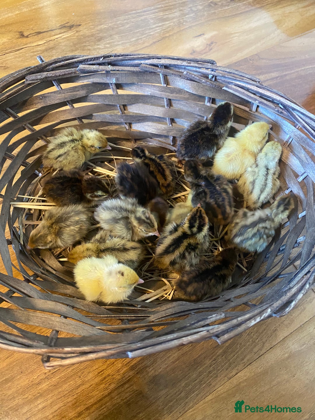 Quail poultry for sale: Beautiful coturnix, CPQ and bobwhite quails - Image 5