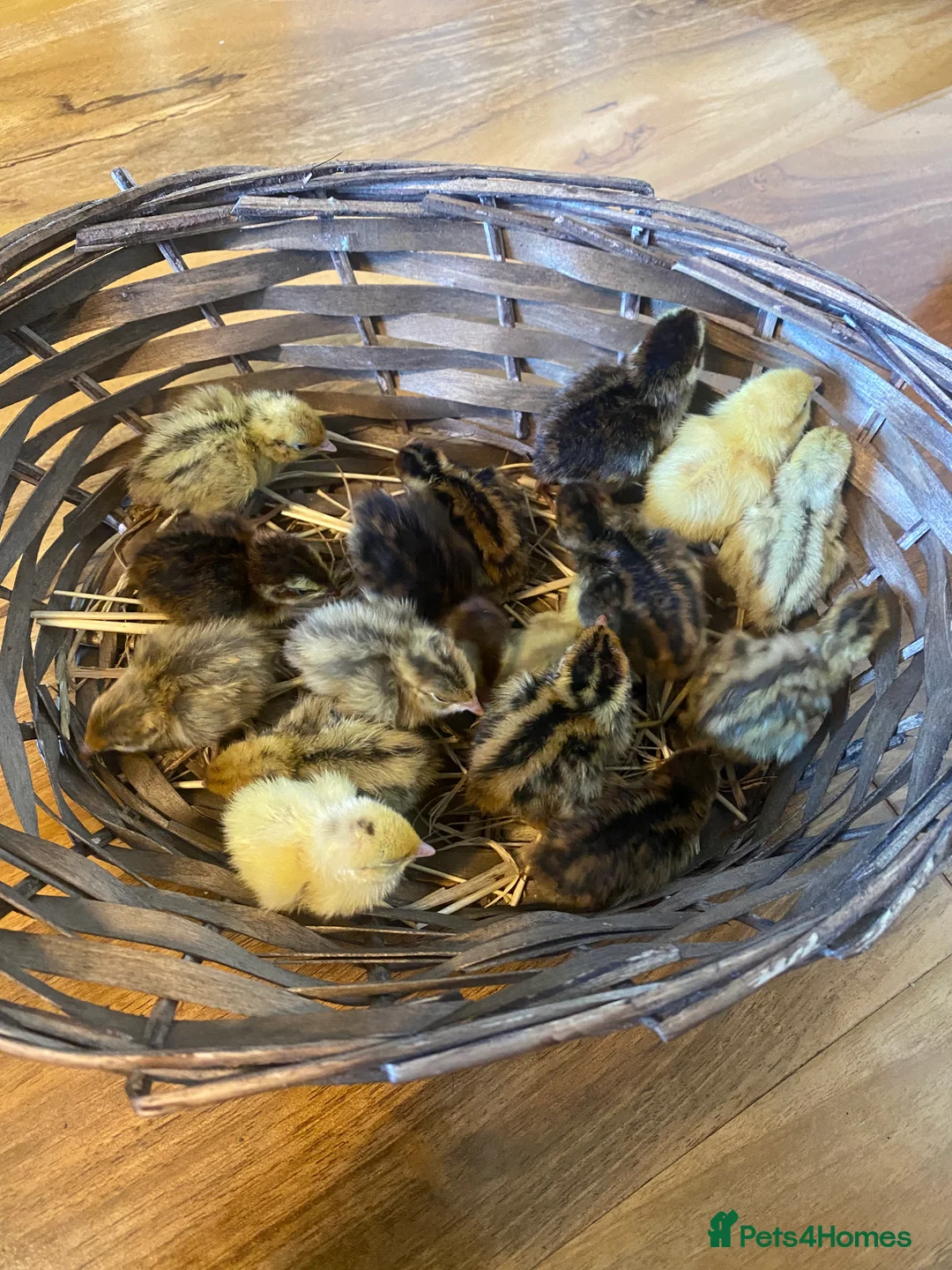 Quail poultry for sale: Coturnix quail see description for prices  - Advert 5