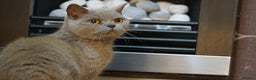 British Shorthair cats for sale: Beautiful Pure British Shorthair Golden Tabby Cat - Advert 3