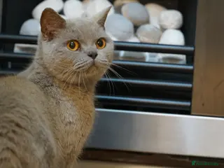 British Shorthair cats FEMALE Pure British Shorthair Golden Tabby Cat - Advert 3