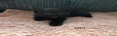 Mixed Breed Kitten 3