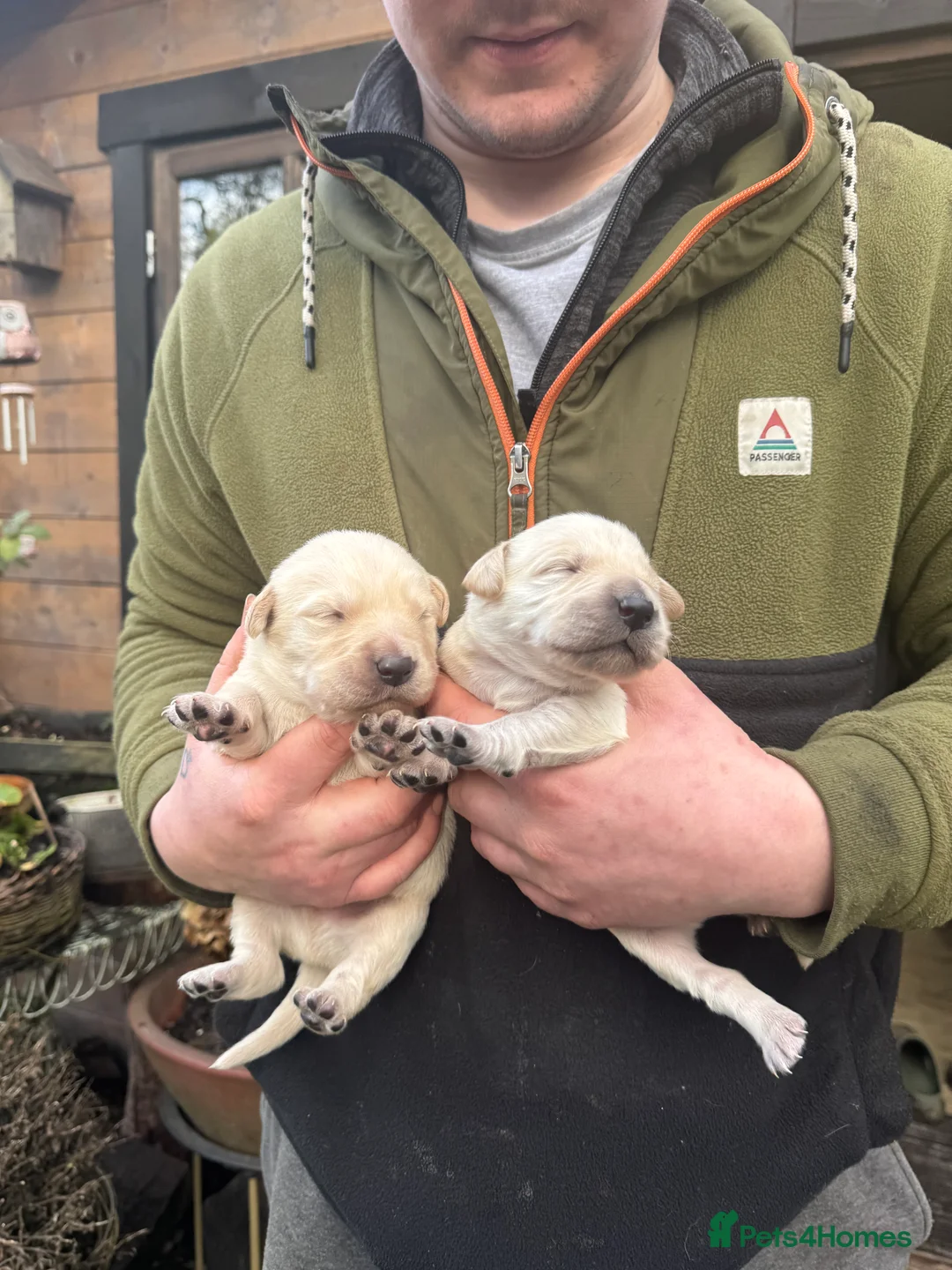 Goldador dogs for sale: Beautiful Goldadors - Advert 3