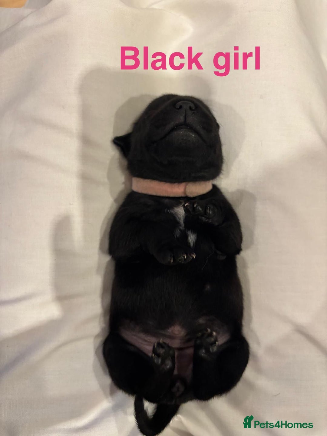 Staffordshire Bull Terrier dogs for sale: Champion Bloodline Stafforshire Bull Terrier Pups - Advert 8