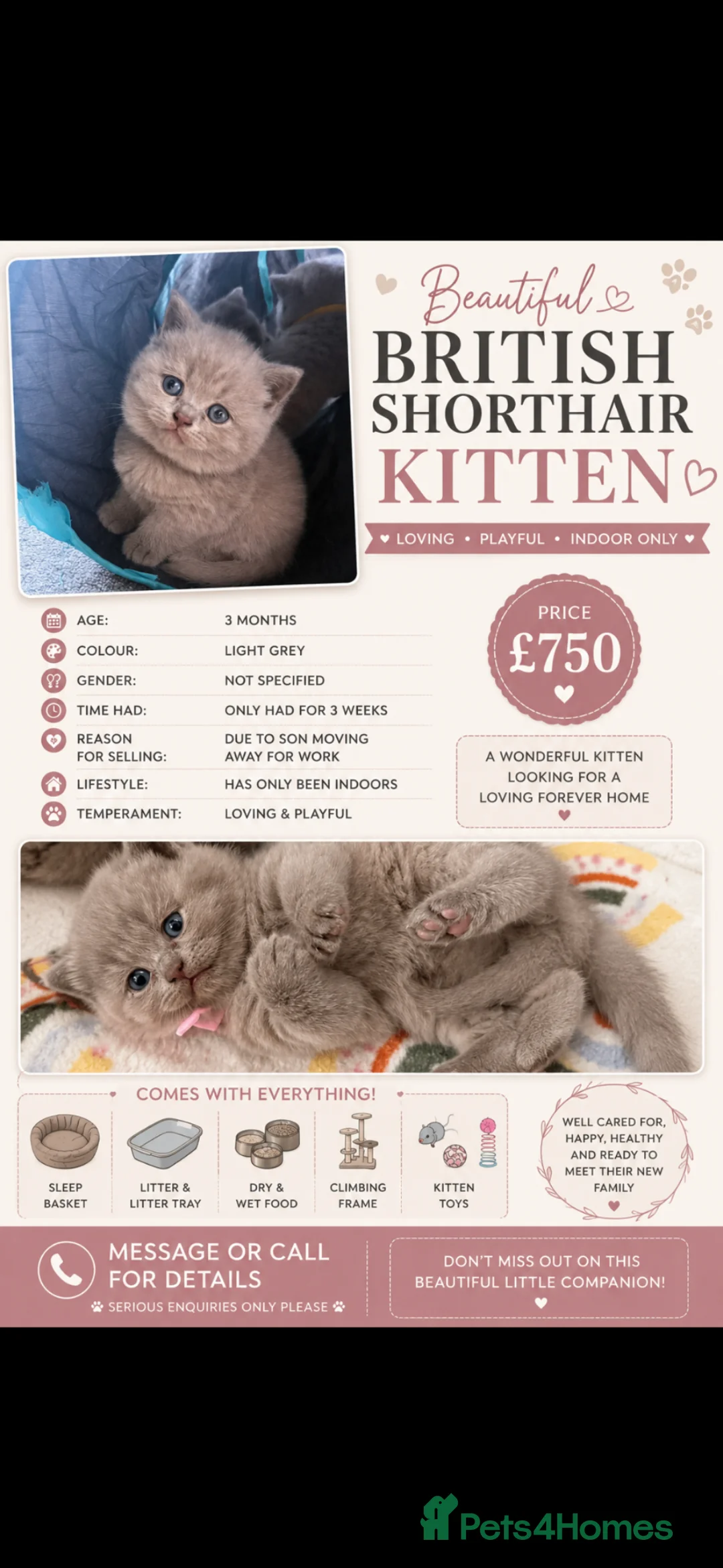 British Shorthair cats for sale: British shorthair  in Derby - Advert 3
