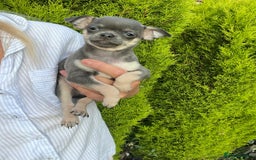 Chihuahua dogs for sale: Chihuahua puppies smooth coat - Image 5