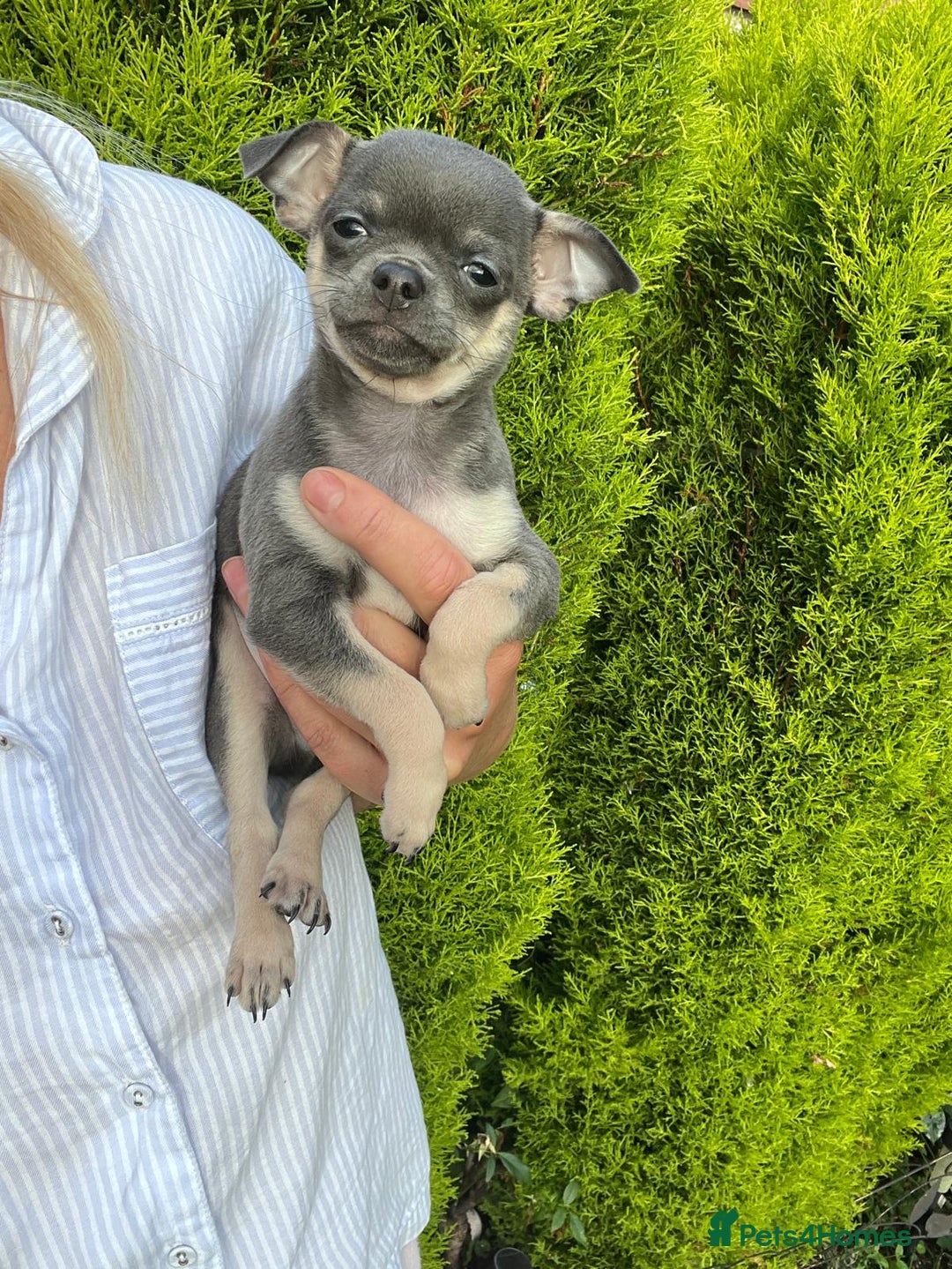 Chihuahua dogs for sale: Chihuahua puppies smooth coat - Image 5