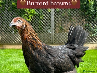 Chickens poultry Burford brown hens at point of lay - Advert 1