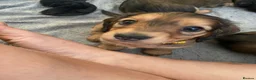 Miniature Dachshund dogs for sale: 6 miniature longhaired dachshund -  - Advert 7
