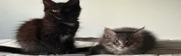 Maine Coon cats for sale: Beautiful Maine Coon Kittens for Sale - Advert 13