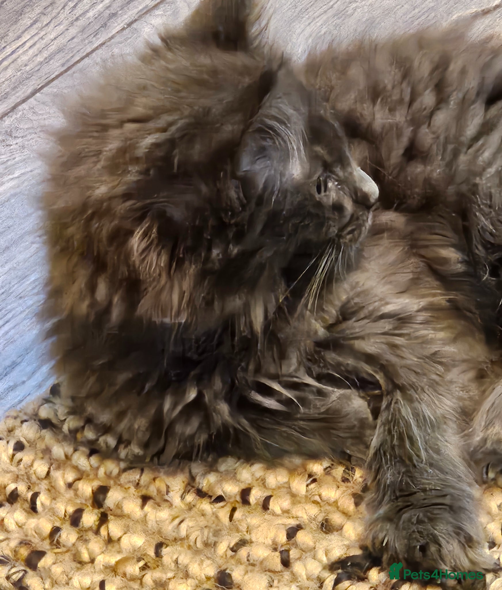 Maine Coon cats **GCCF REG PEDIGREE MAINE COON LAST ONE!! FEMALE! - Advert 9