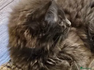 Maine Coon cats **GCCF REG PEDIGREE MAINE COON LAST ONE!! FEMALE! - Advert 9