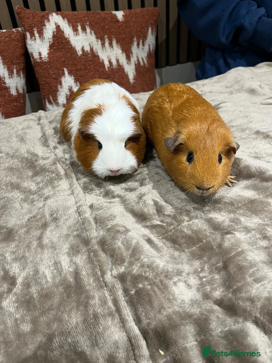 Guinea Pig rodents for sale: 2 female guinea pigs in Belper - Advert 6