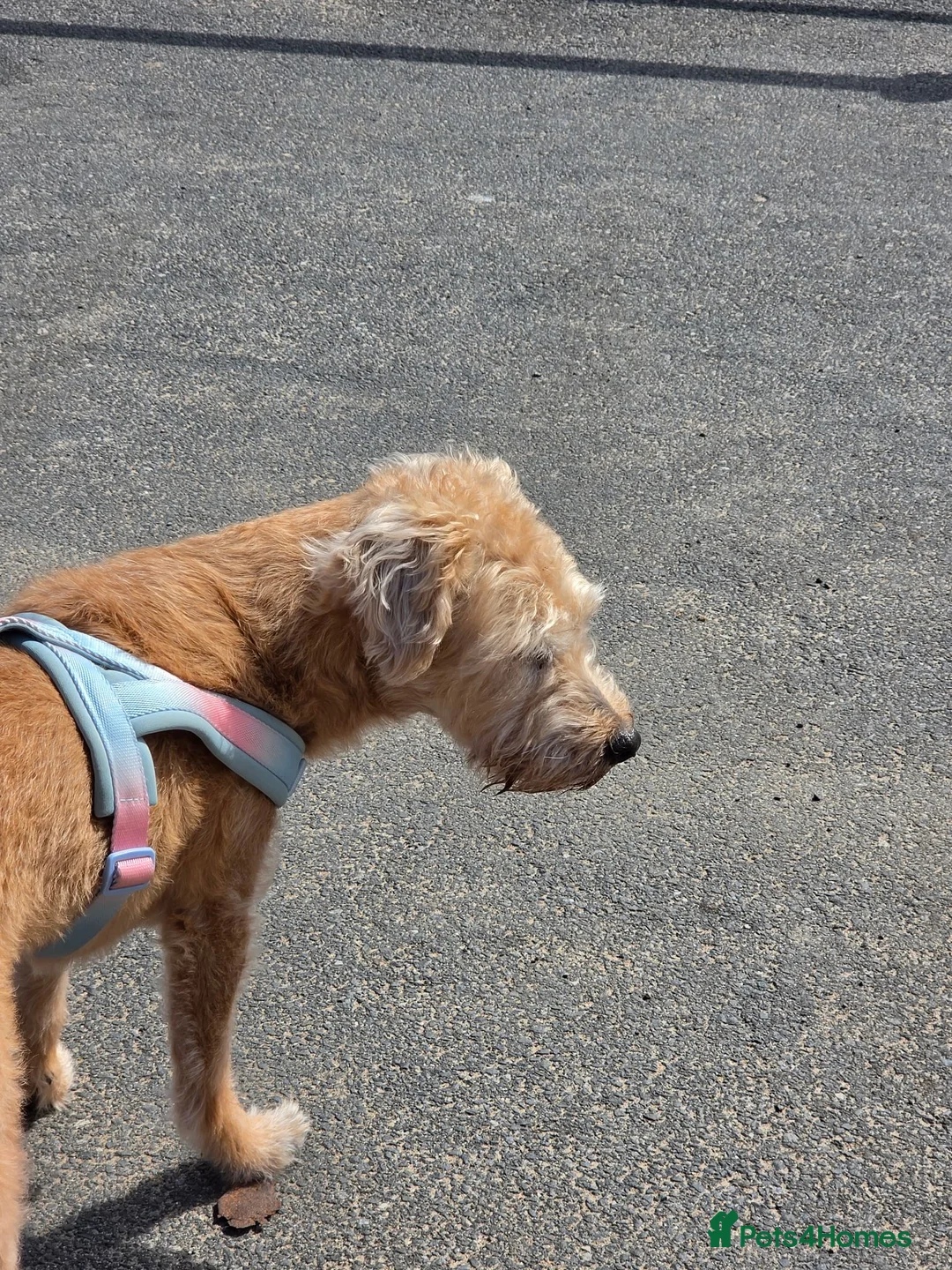 Mixed Breed dogs for sale: Sky for rehome - Advert 6