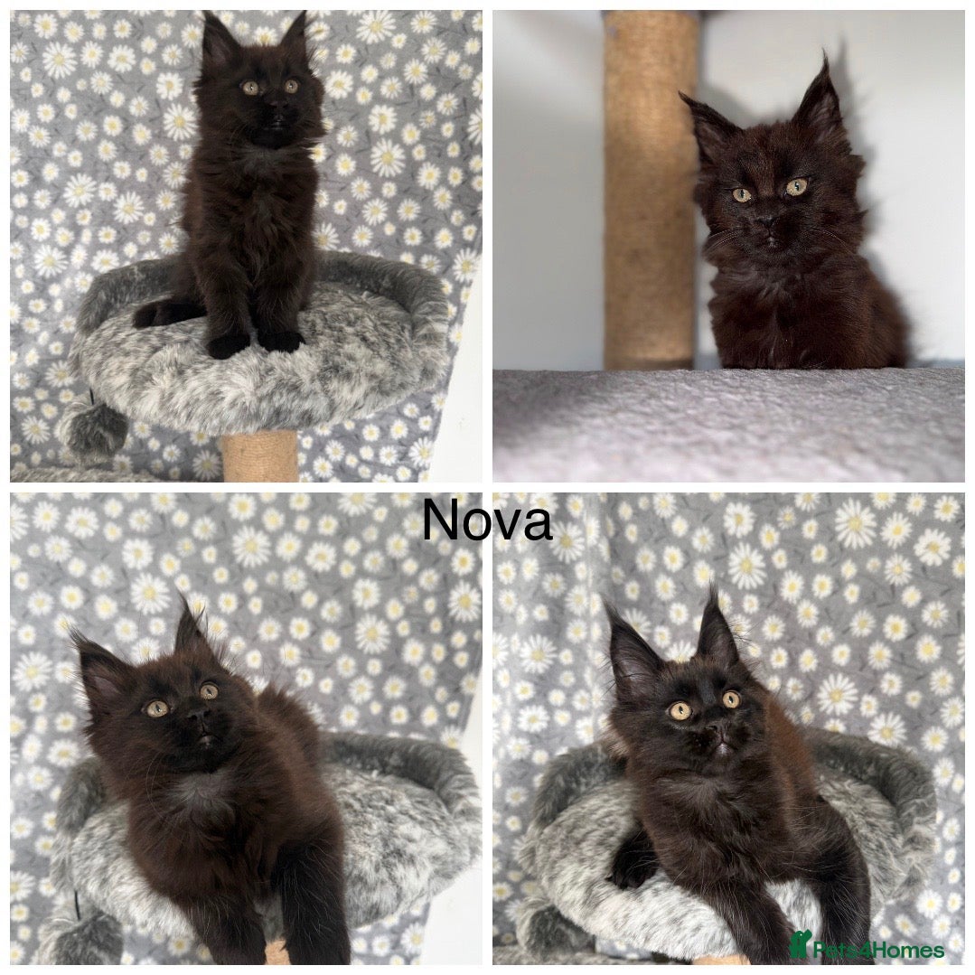 Maine Coon cats 🐾Tica registered Maine Coon Kittens Available 🐾 - Advert 2