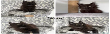 Nova black girl 