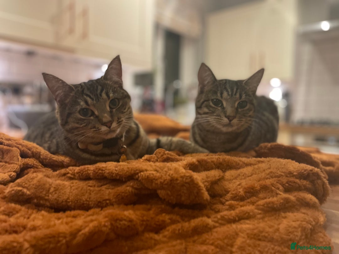 Mixed Breed cats for sale: Two short hair mixed breed cats  - Advert 3