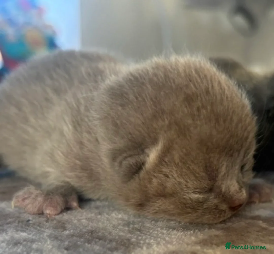 British Shorthair cats for sale: 🏆 Pedigree British shorthair kittens🏆  - Advert 7